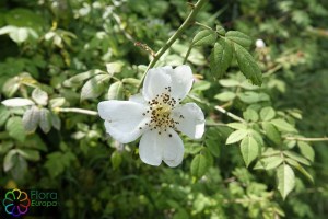 Rosa arvensis (2)